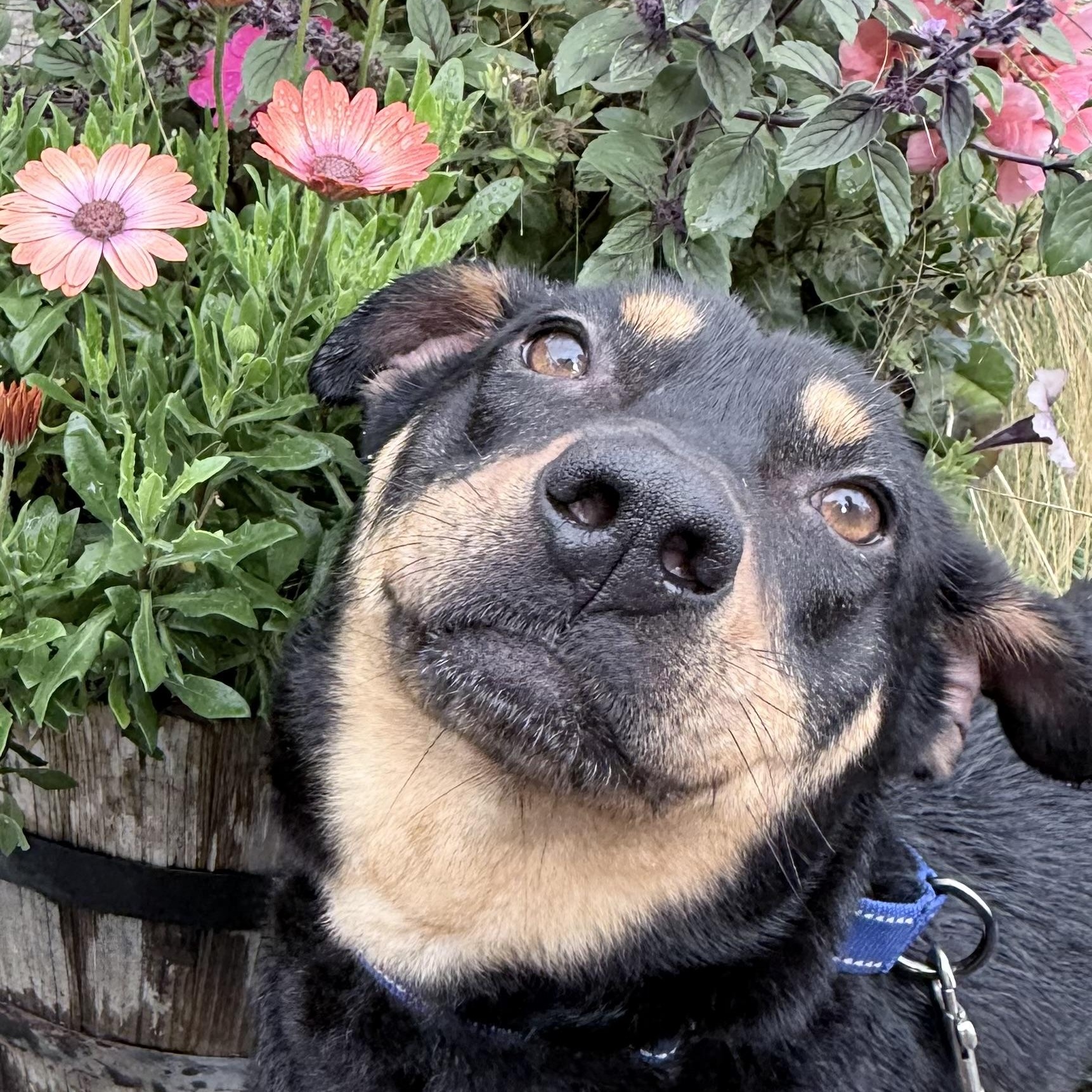 Georgie, Adoptable, Adult Male Rottweiler.