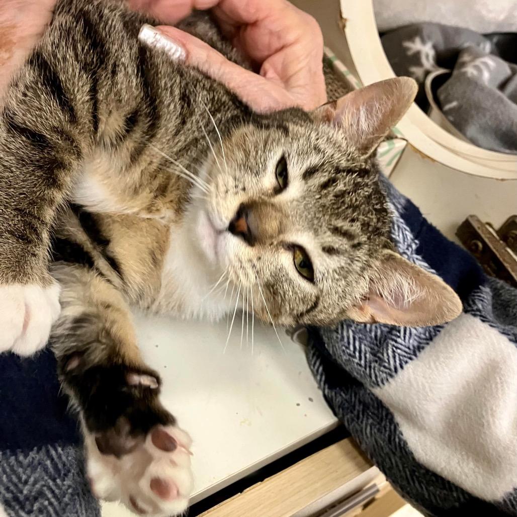 Asteroid Jo, Adoptable, Kitten Male Domestic Short Hair.