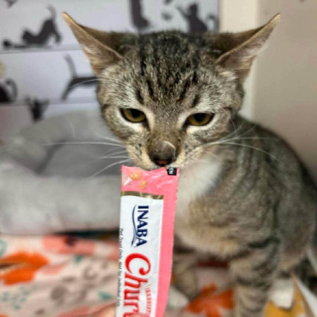 Enlarge Asteroid Jo, a Adoptable Domestic Short Hair in Tallahassee, FL image 2/3