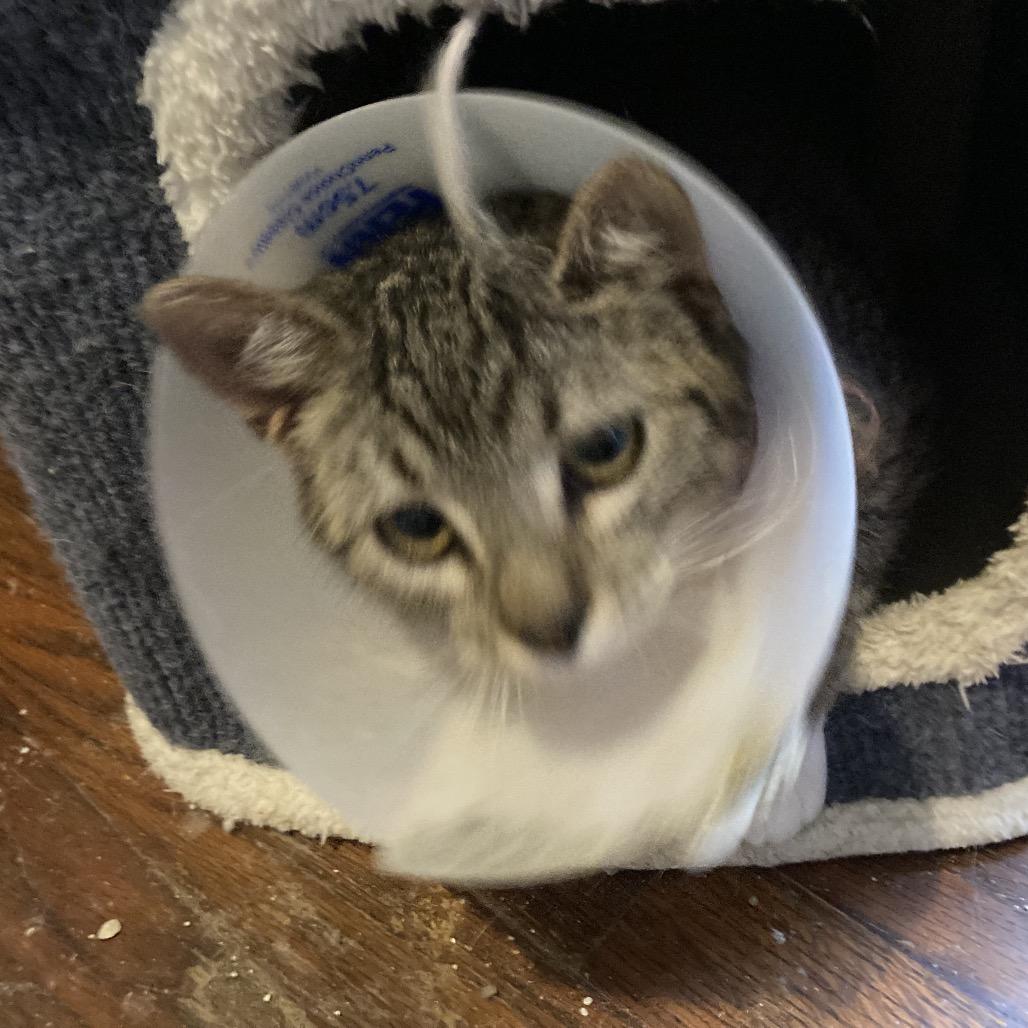 Enlarge Asteroid Jo, a Adoptable Domestic Short Hair in Tallahassee, FL image 3/3