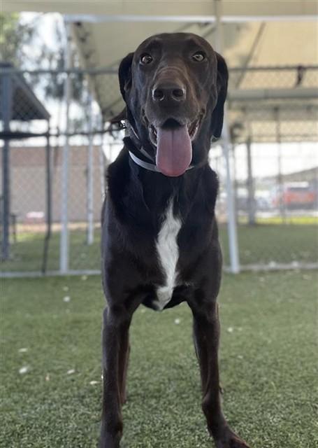 Enlarge NOVA, a Adoptable Labrador Retriever in Downey, CA image 1/1