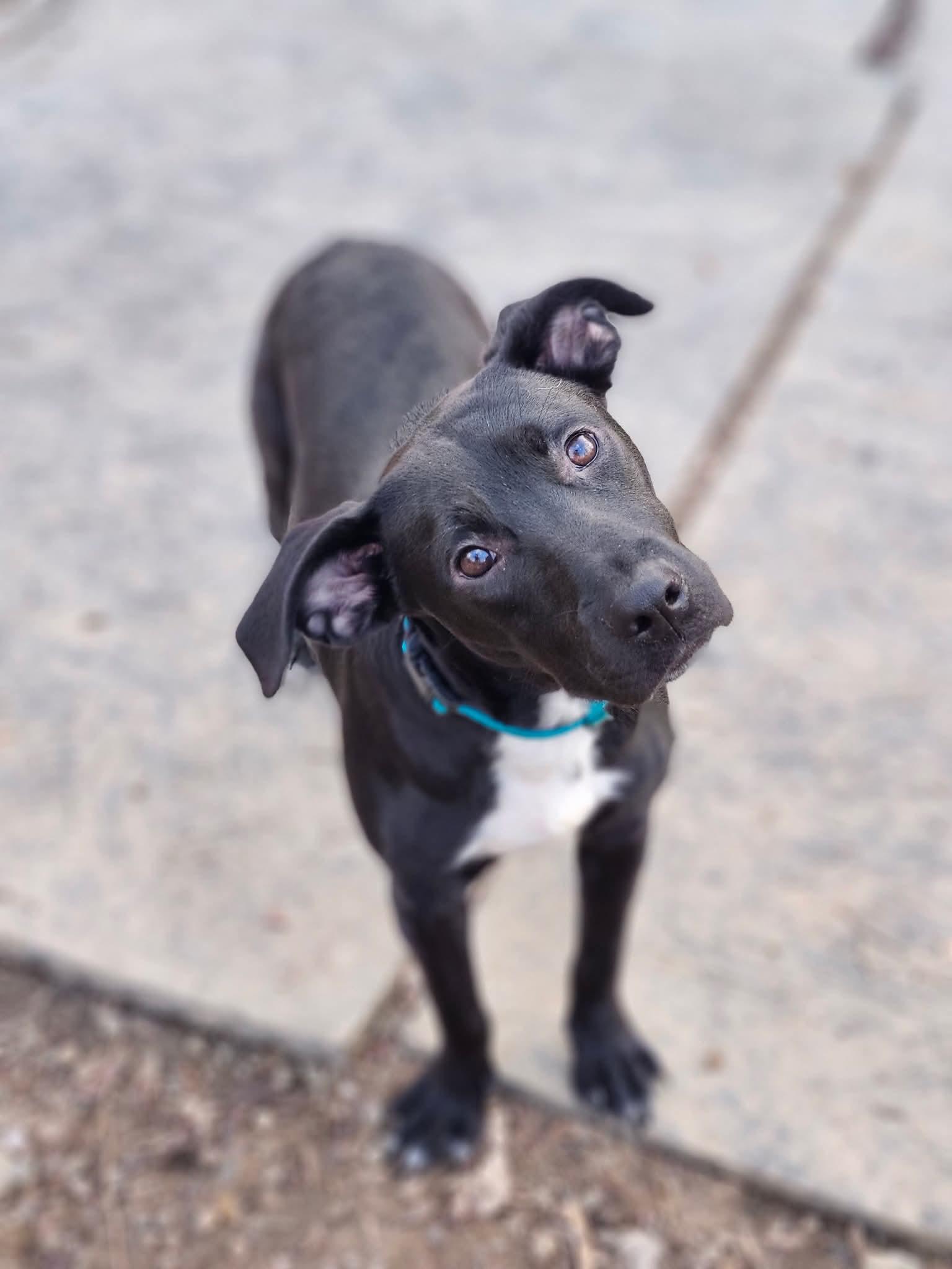 Jekyll , an adopted mixed breed in Cosby, TN image 2/2