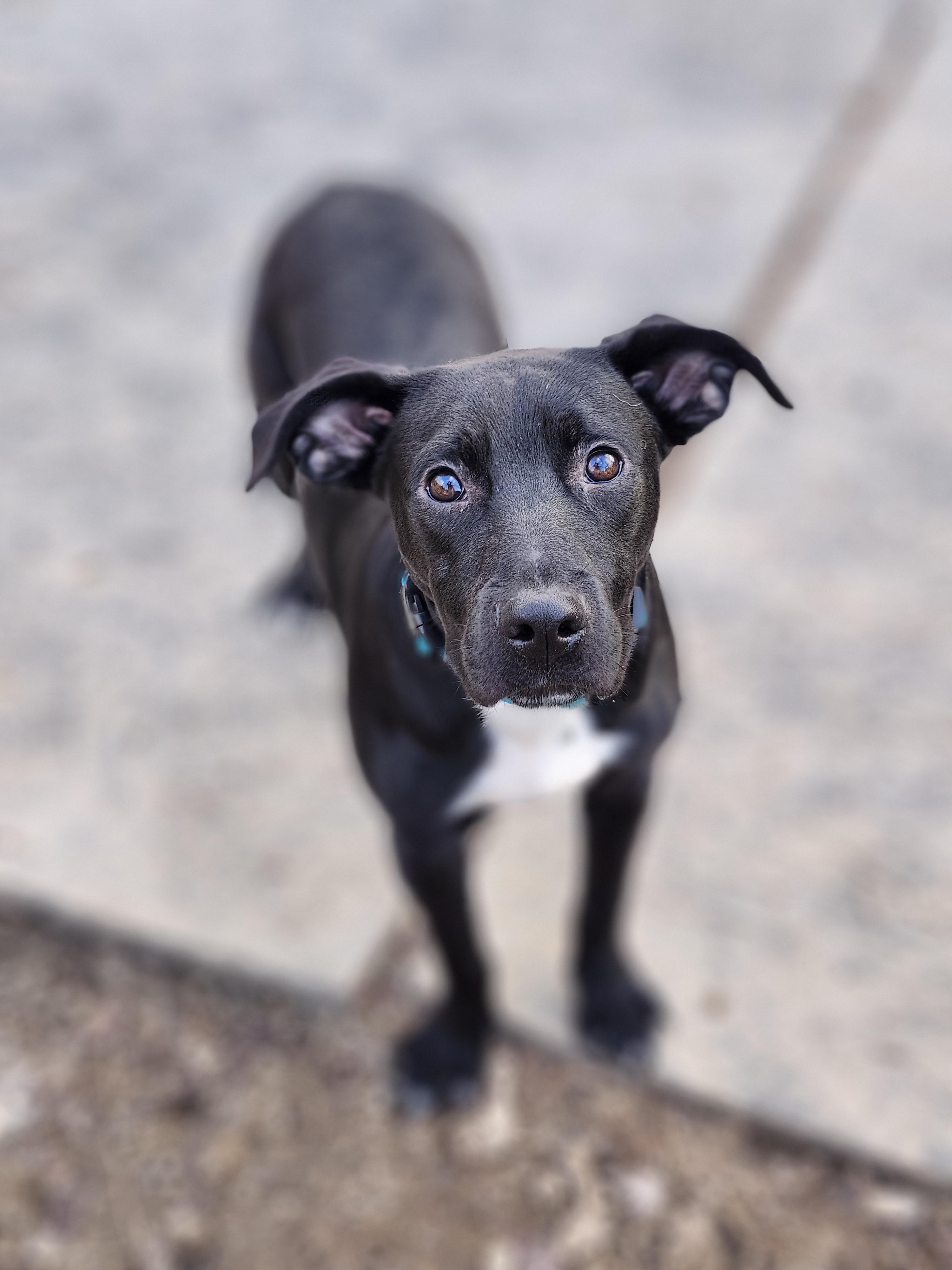 Jekyll , an adopted mixed breed in Cosby, TN image 1/2