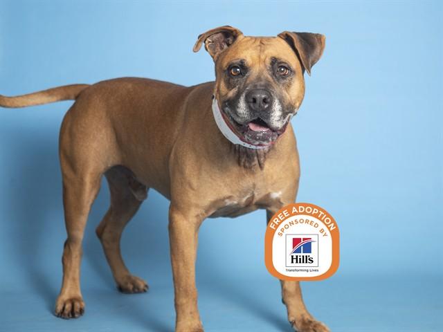 GOLIATH, Adoptable, Adult Male Boxer & Mixed Breed.