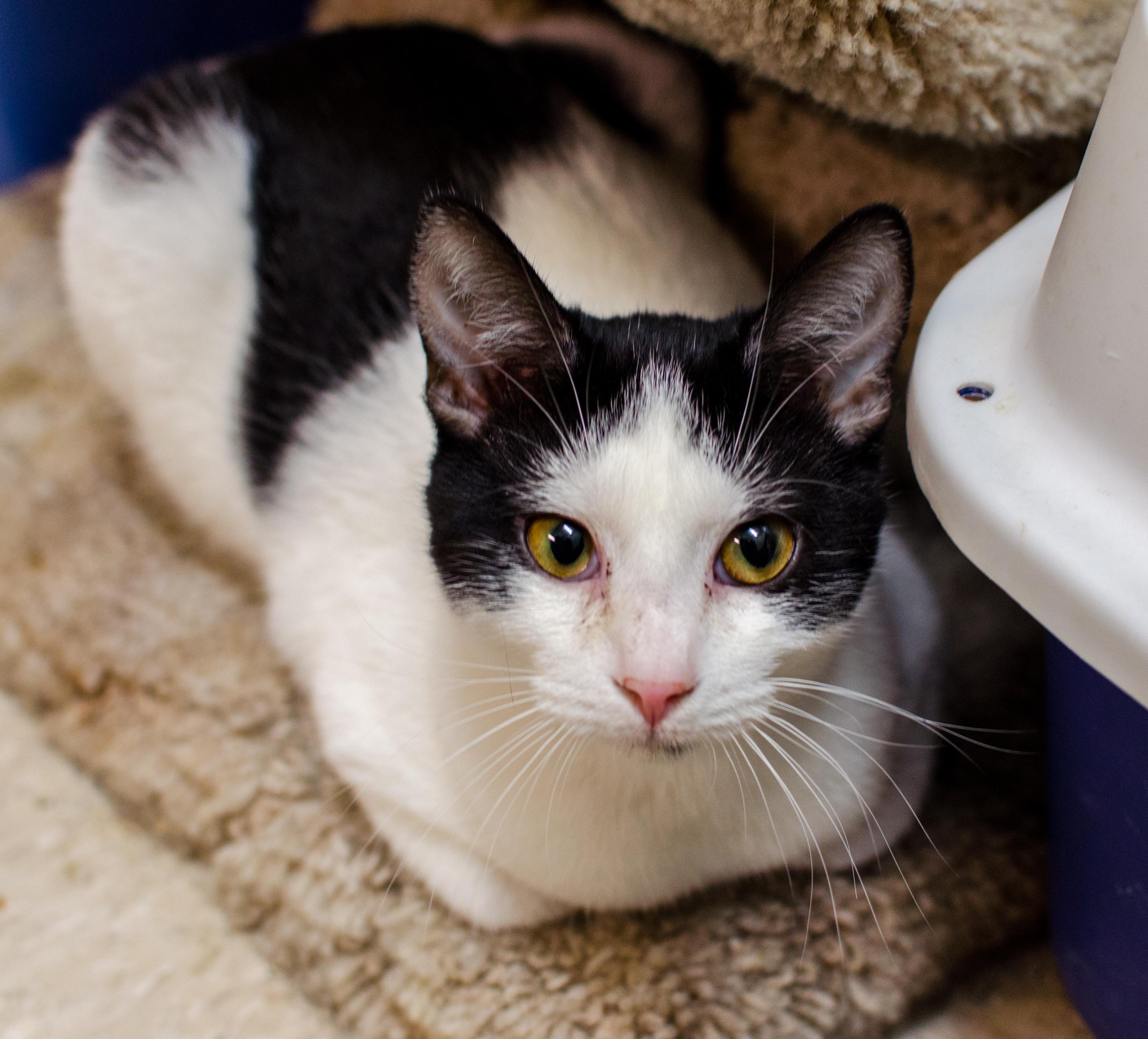 Elsie, a Adoptable Domestic Short Hair in Myrtle Beach, SC image 1/2