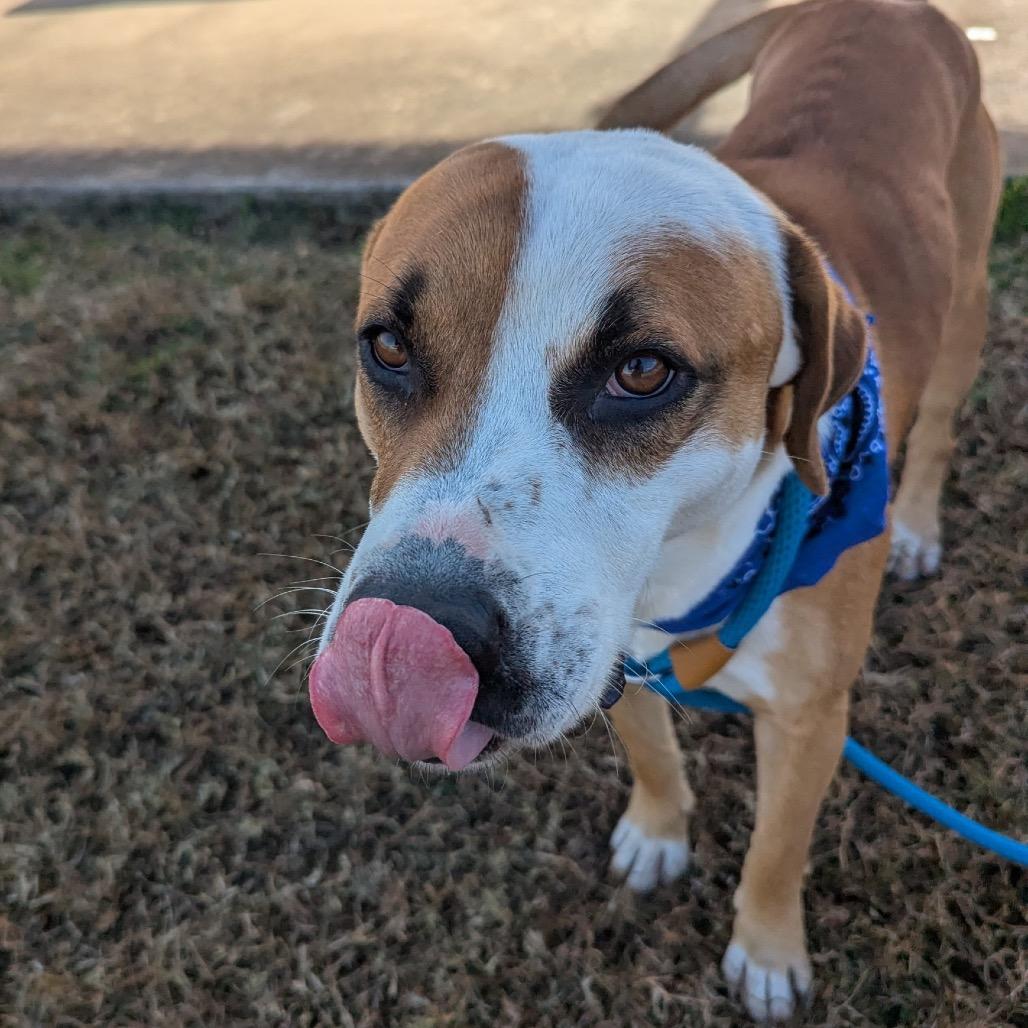 Agustus, a Adoptable Mixed Breed in Columbiana, AL image 1/6