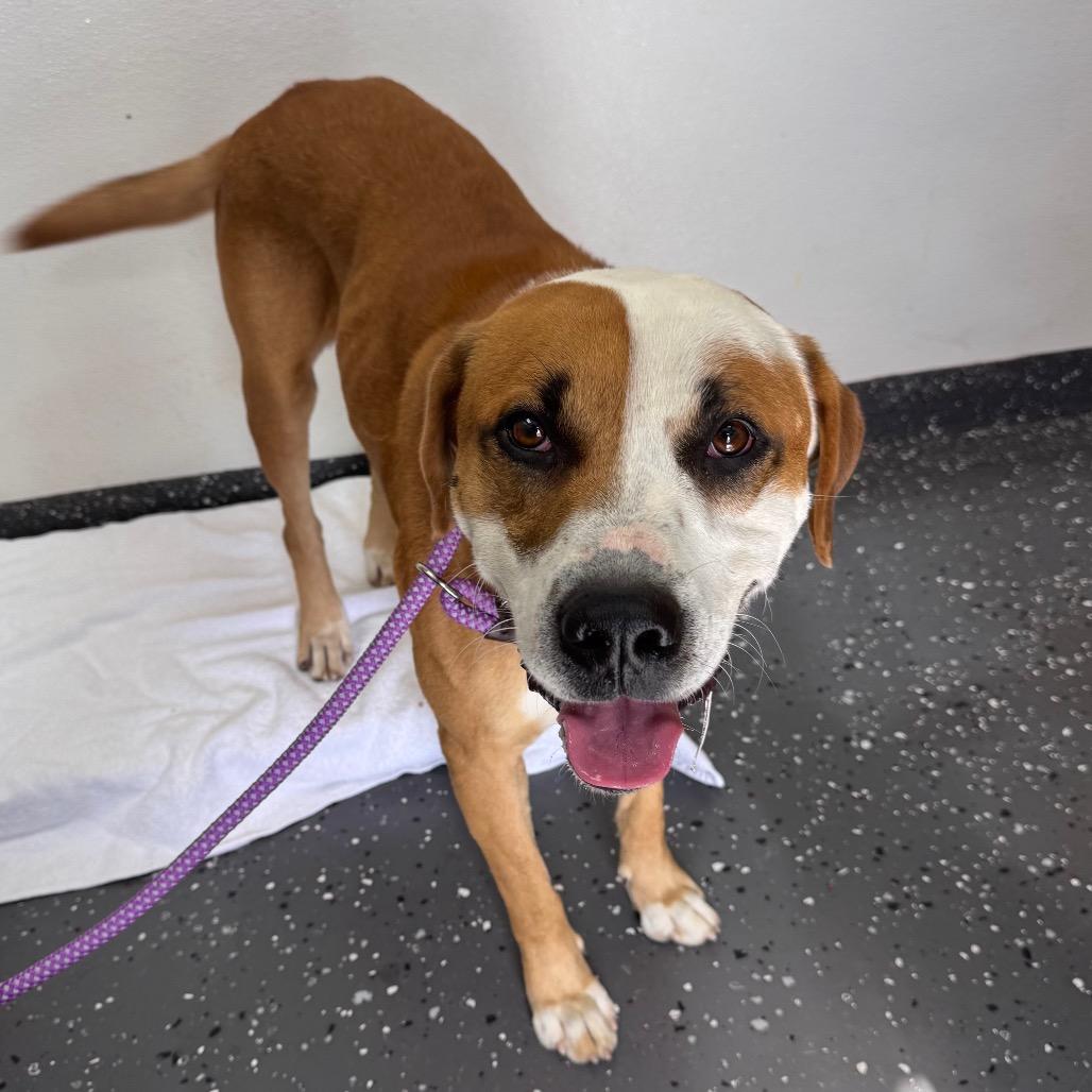 Agustus, a Adoptable Mixed Breed in Columbiana, AL image 2/6