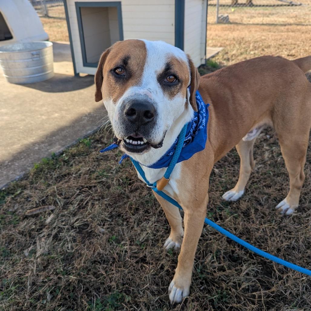 Agustus, a Adoptable Mixed Breed in Columbiana, AL image 4/6