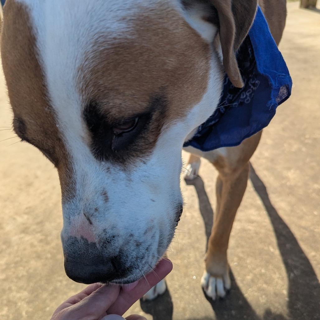 Agustus, a Adoptable Mixed Breed in Columbiana, AL image 6/6