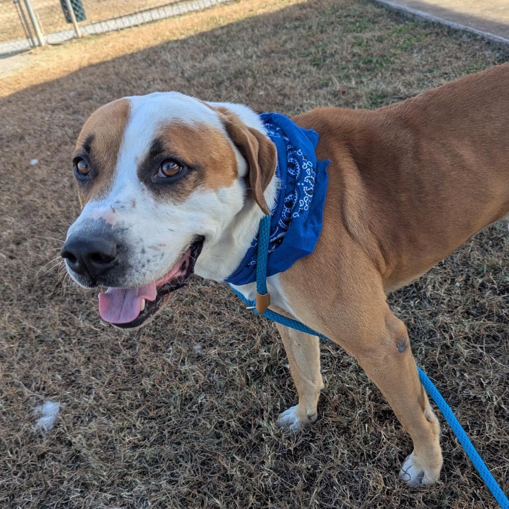 Enlarge Agustus (Weekend Warrior), a Adoptable Mixed Breed in Columbiana, AL image 6/6