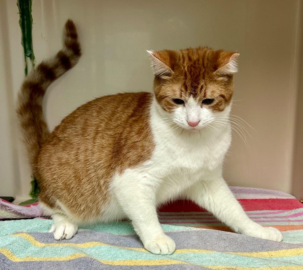 Enlarge Toby, a Adoptable mixed breed in Waynesville, MO image 1/1