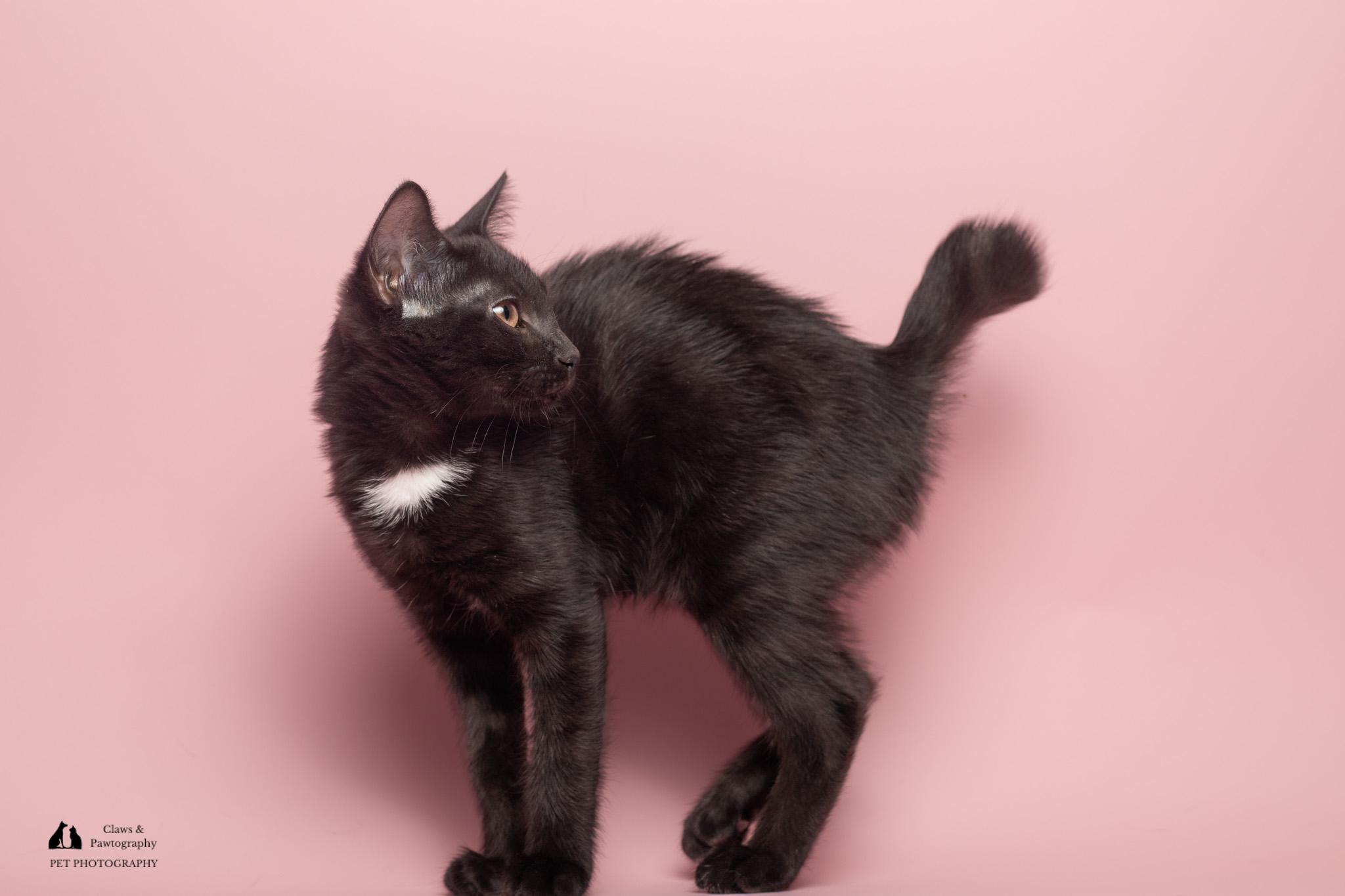 Enlarge Fancy at Fat Cat Cafe, a ADOPTABLE mixed breed in Tallahassee, FL image 4/6