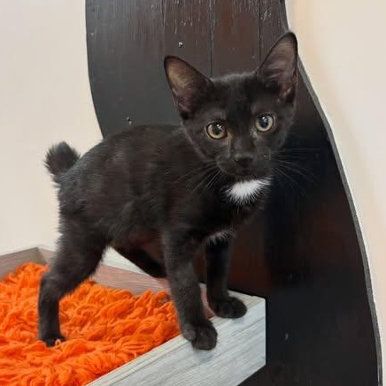 Enlarge Fancy at Fat Cat Cafe, a ADOPTABLE mixed breed in Tallahassee, FL image 2/6