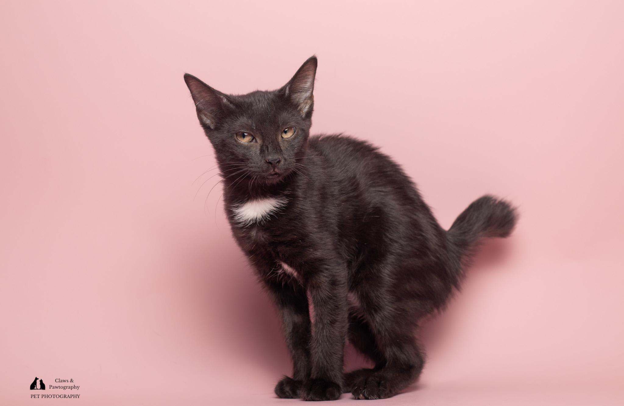 Enlarge Fancy at Fat Cat Cafe, a ADOPTABLE mixed breed in Tallahassee, FL image 5/6