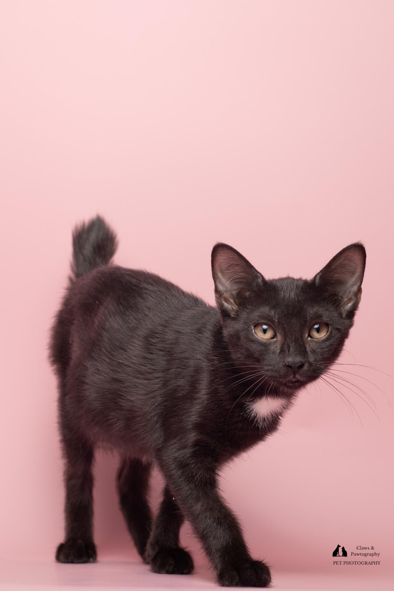 Enlarge Fancy at Fat Cat Cafe, a ADOPTABLE mixed breed in Tallahassee, FL image 6/6