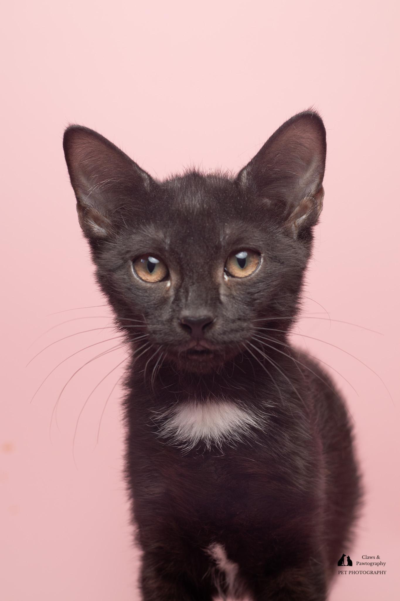 Enlarge Fancy at Fat Cat Cafe, a ADOPTABLE mixed breed in Tallahassee, FL image 3/6