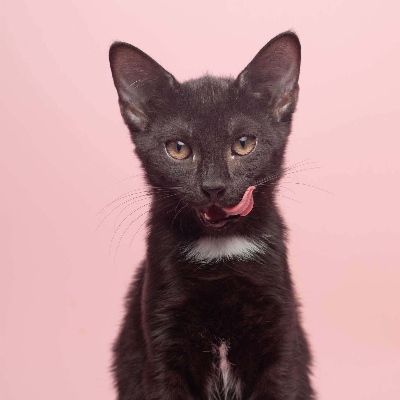 Enlarge Fancy at Fat Cat Cafe, a ADOPTABLE mixed breed in Tallahassee, FL image 1/6