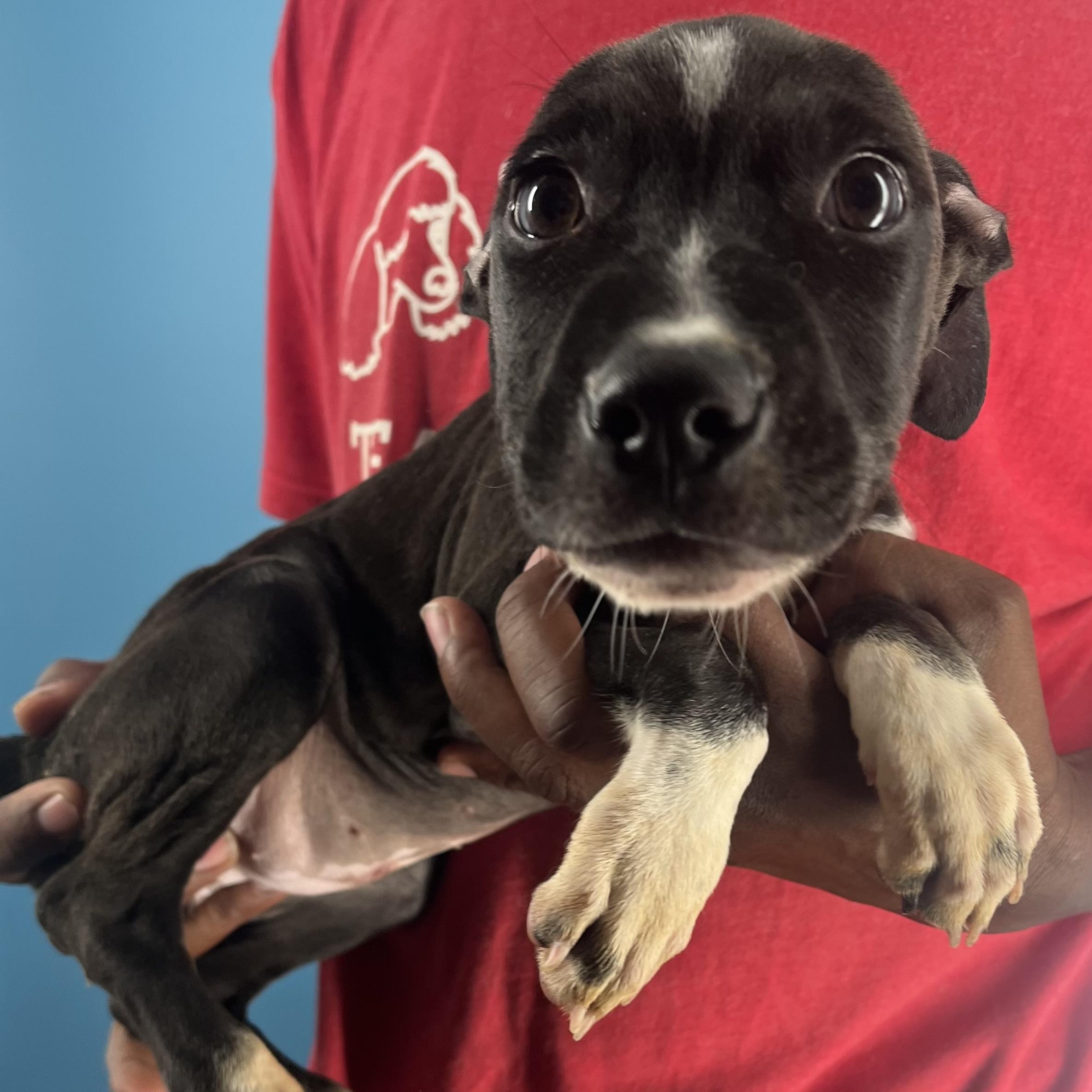 Enlarge Blanca - Local Jan 9-11, a Adoptable mixed breed in Manchester , CT image 3/6