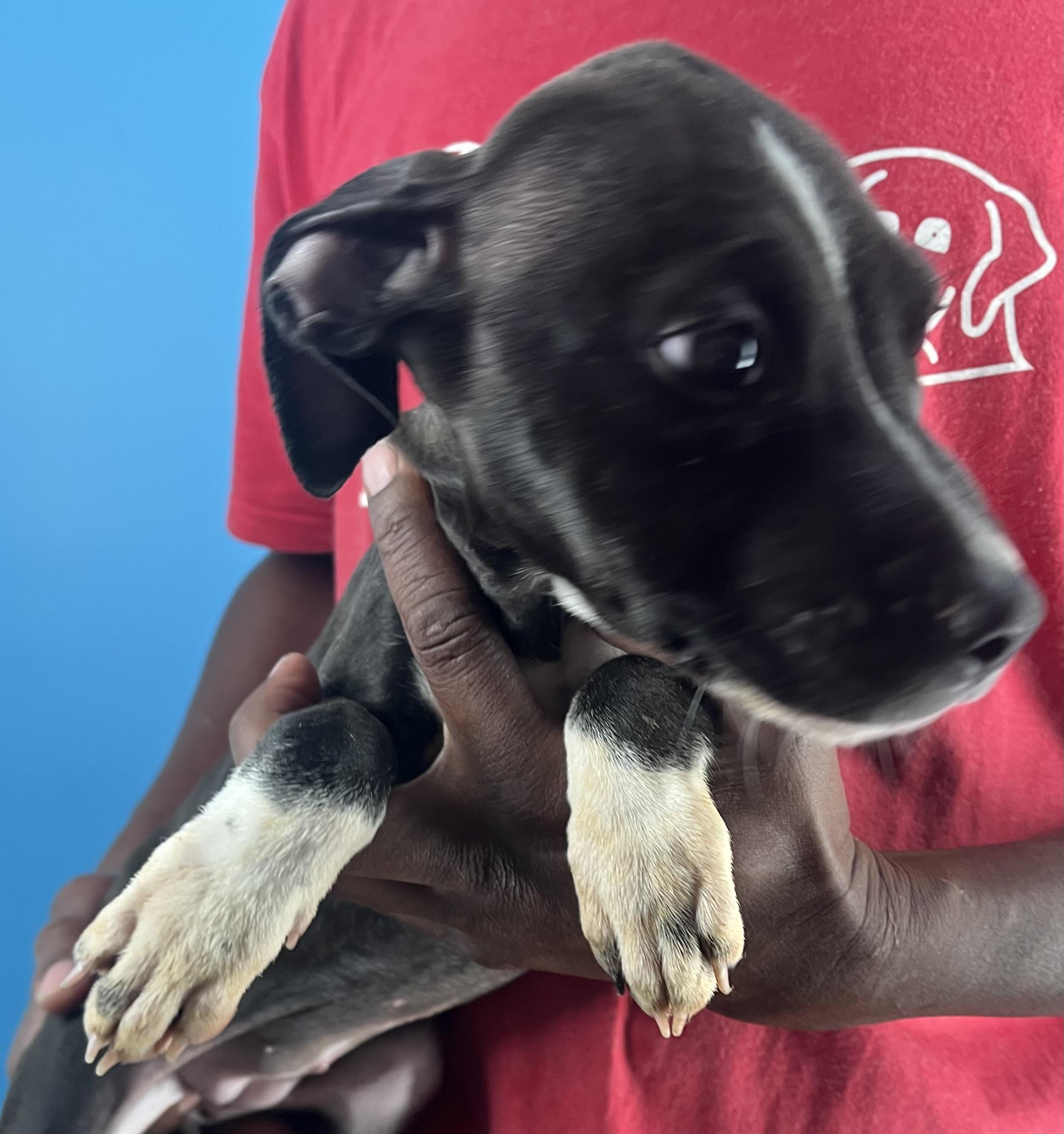 Blanca  Local Oct thumbnail 2