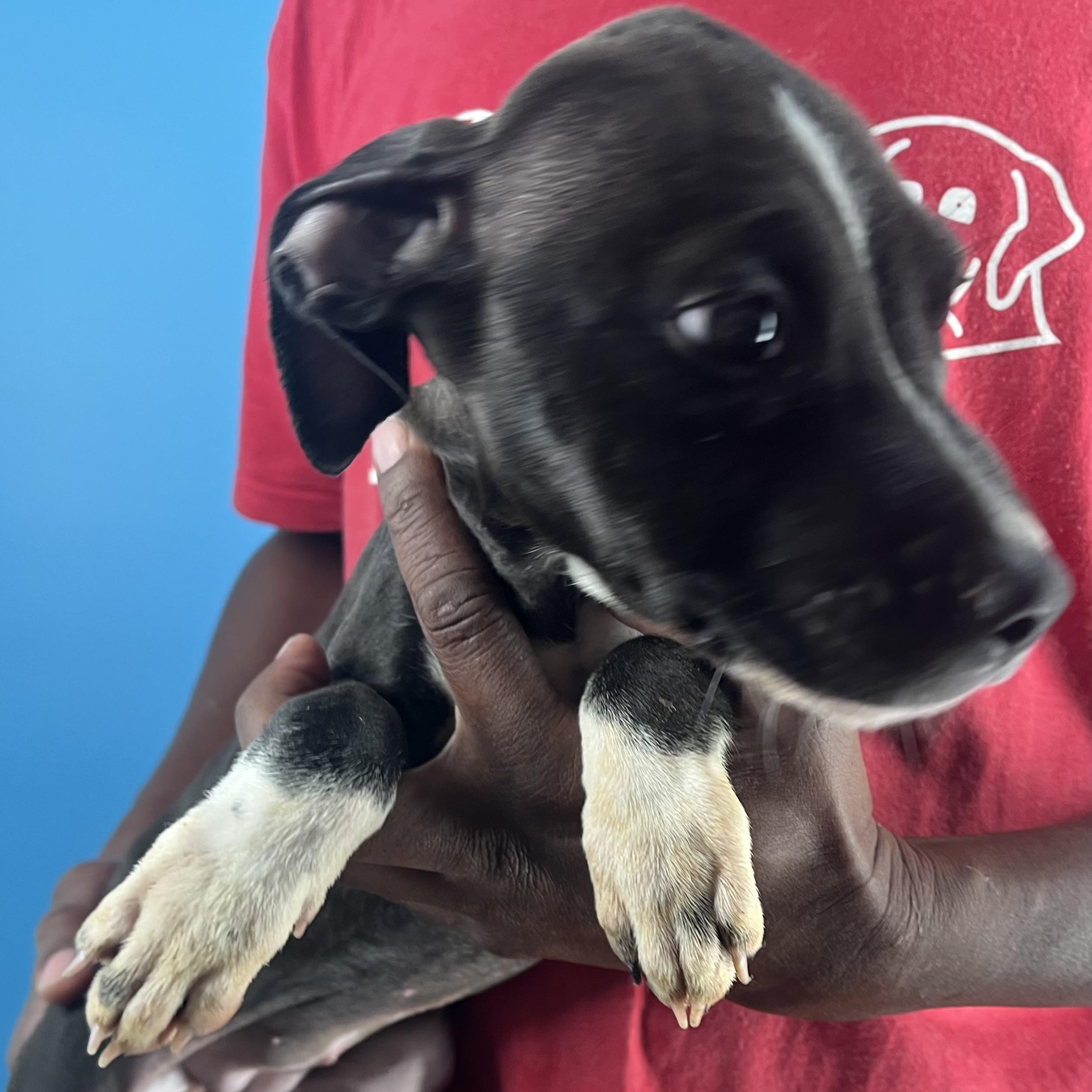 Enlarge Blanca - Local Jan 9-11, a Adoptable mixed breed in Manchester , CT image 5/6