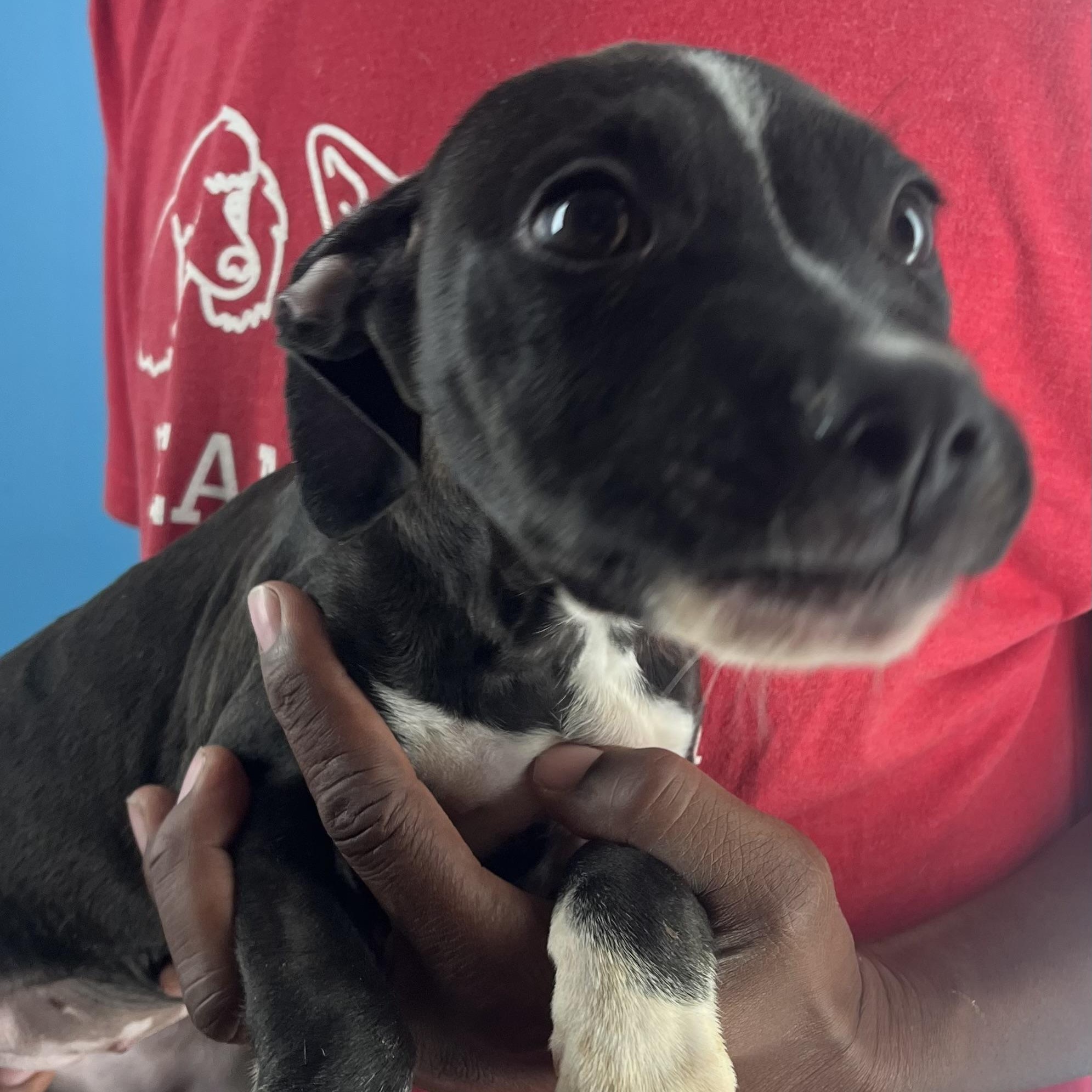 Blanca - Local Jan 9-11, Adoptable, Puppy Female Labrador Retriever.