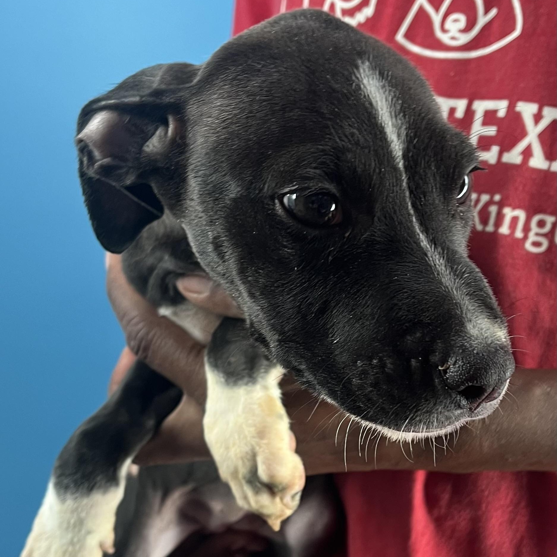 Enlarge Blanca - Local Jan 9-11, a Adoptable mixed breed in Manchester , CT image 2/6