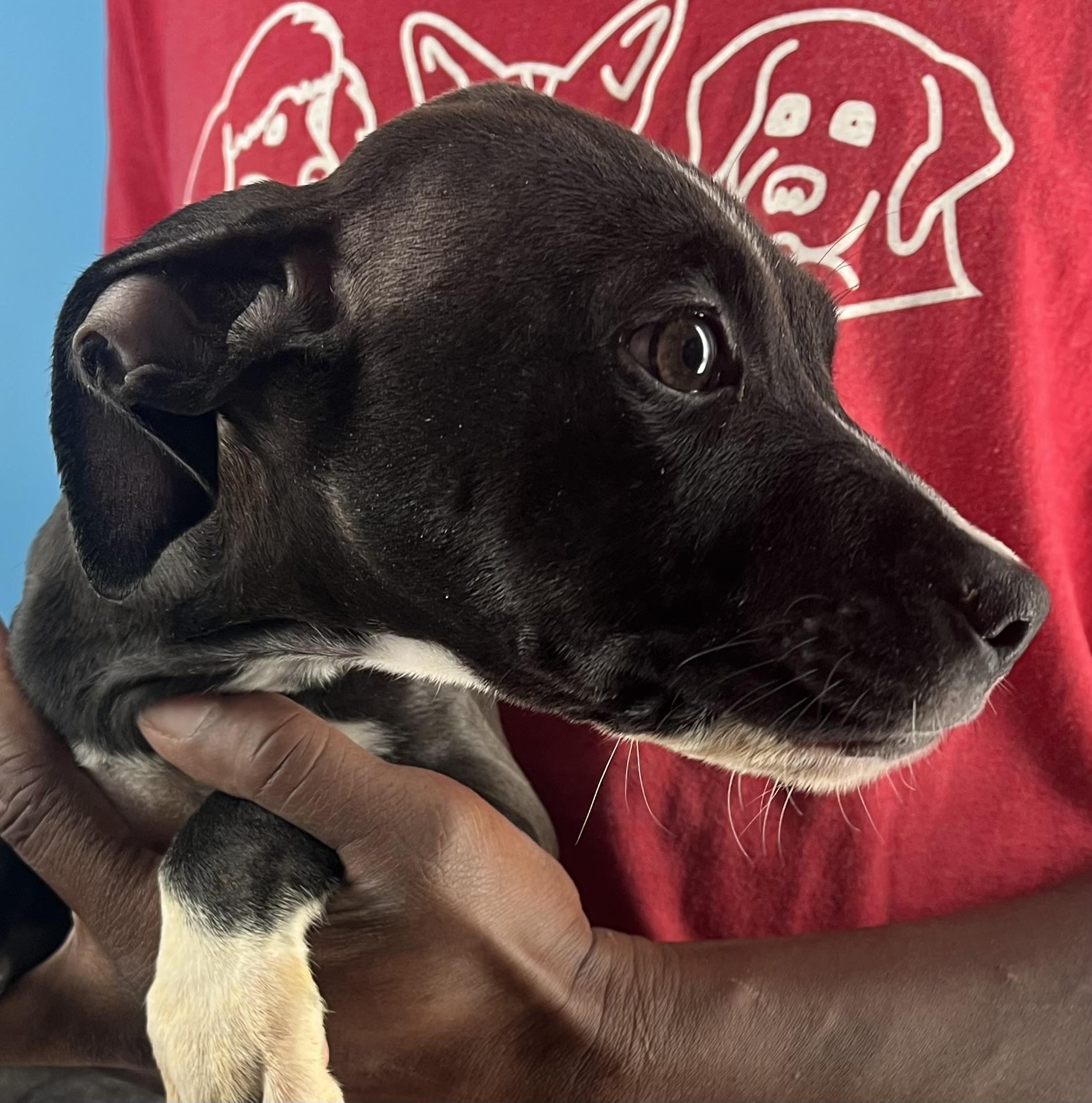 Enlarge Blanca - Local Jan 9-11, a Adoptable mixed breed in Manchester , CT image 4/6