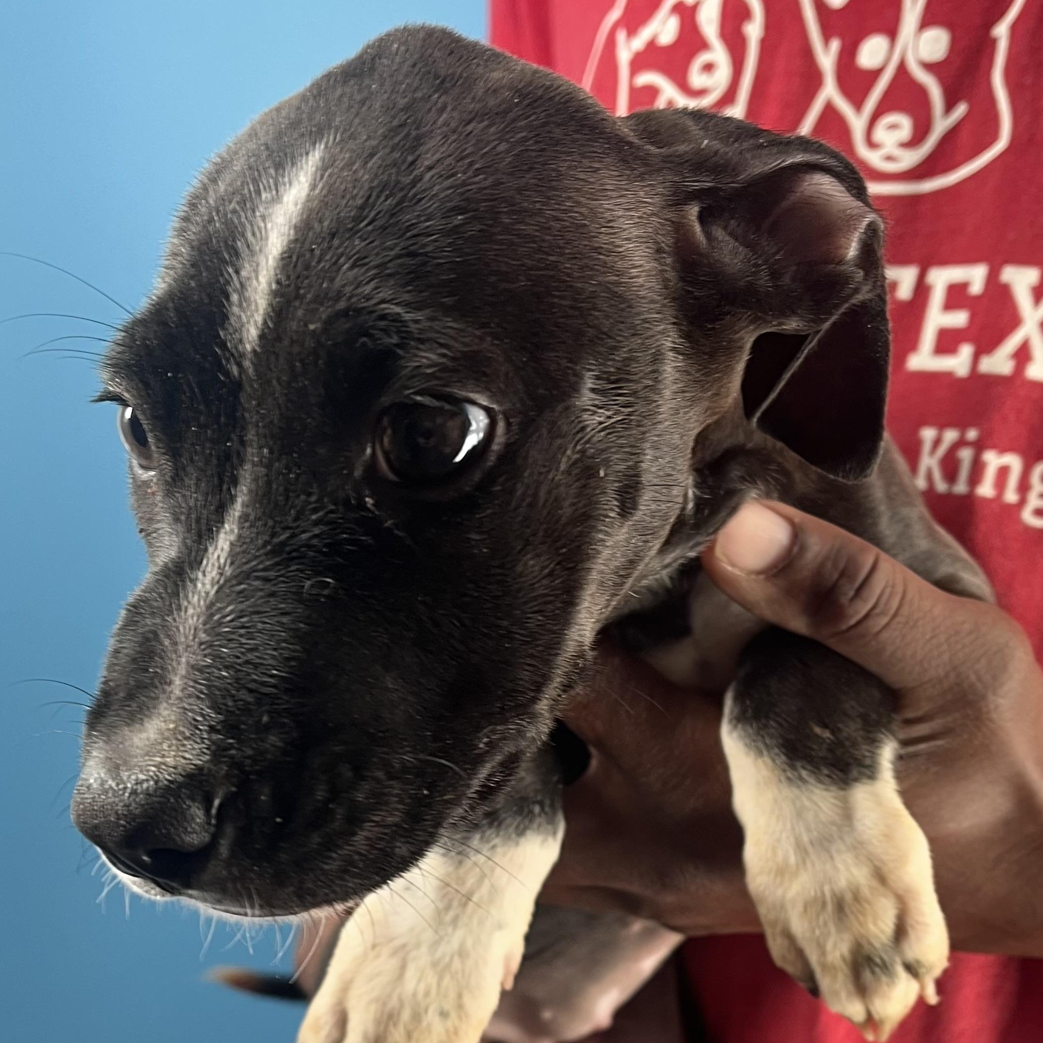 Enlarge Blanca - Local Jan 9-11, a Adoptable mixed breed in Manchester , CT image 6/6