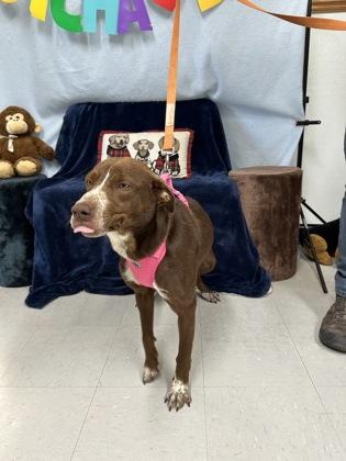 Aster, Adoptable, Adult Female American Staffordshire Terrier & Mixed Breed.