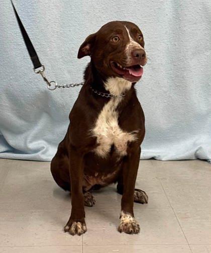 Aster, a Adoptable mixed breed in McCook, NE image 2/3
