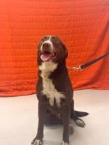 Enlarge Aster, a Adoptable mixed breed in McCook, NE image 2/5