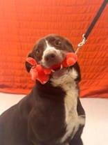 Aster, Adoptable, Adult Female American Staffordshire Terrier & Mixed Breed.