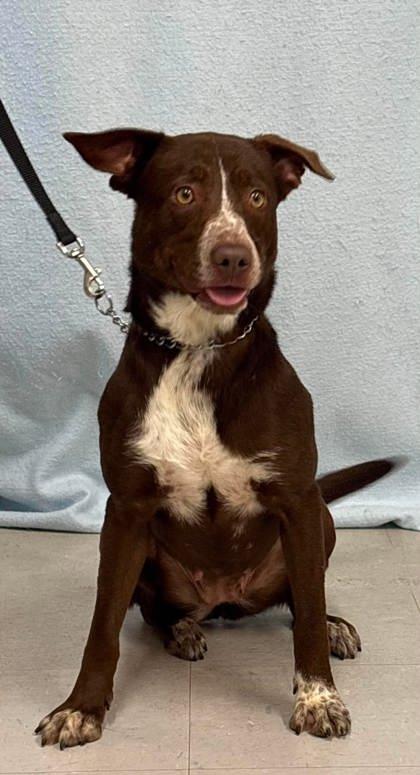 Aster, a Adoptable mixed breed in McCook, NE image 3/3