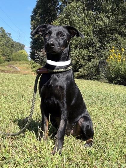 Willow, a Adoptable mixed breed in Malvern, PA image 1/2