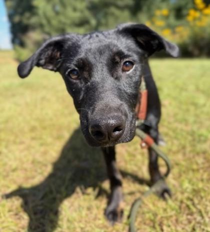 Enlarge Willow, a Adoptable mixed breed in Malvern, PA image 2/2