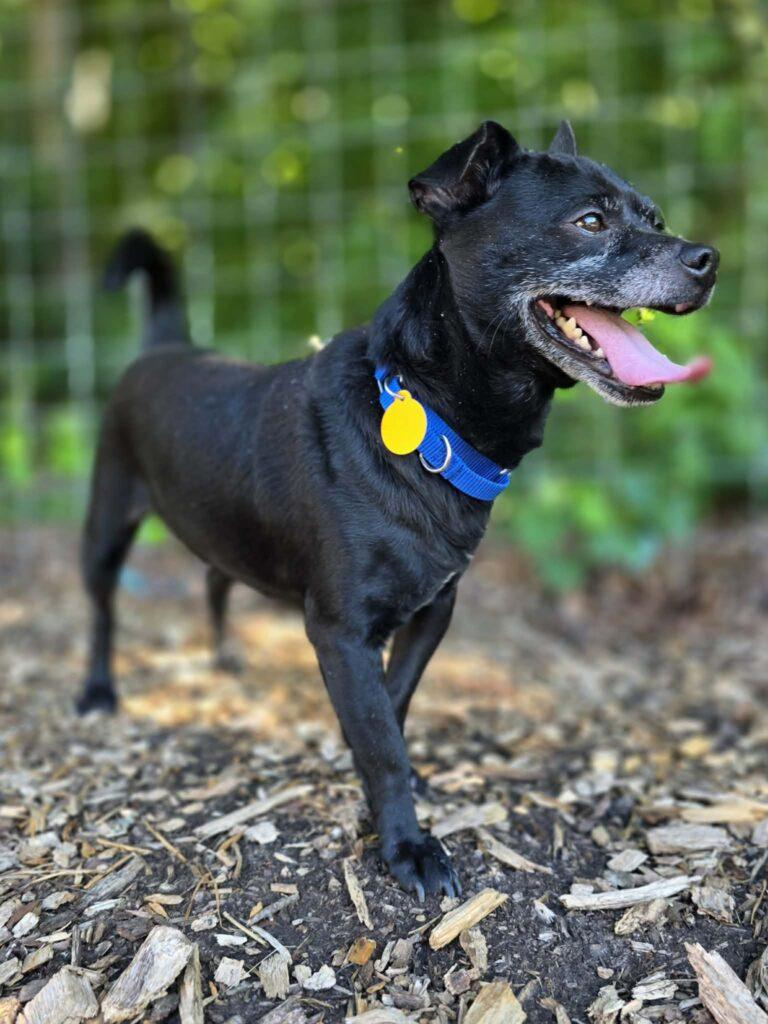 Ricky, a ADOPTABLE mixed breed in Red Hook, NY image 3/4