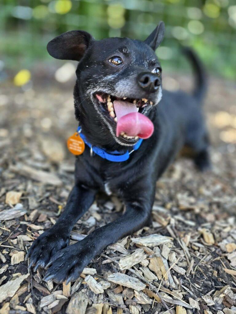 Ricky, a ADOPTABLE mixed breed in Red Hook, NY image 4/4