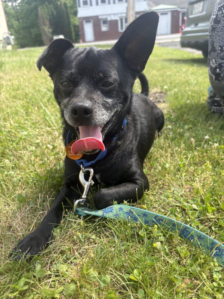 Ricky, ADOPTABLE, Adult Male Chihuahua.