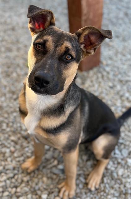 BRUNO*, Adoptable, Young Male German Shepherd Dog & Pit Bull Terrier.