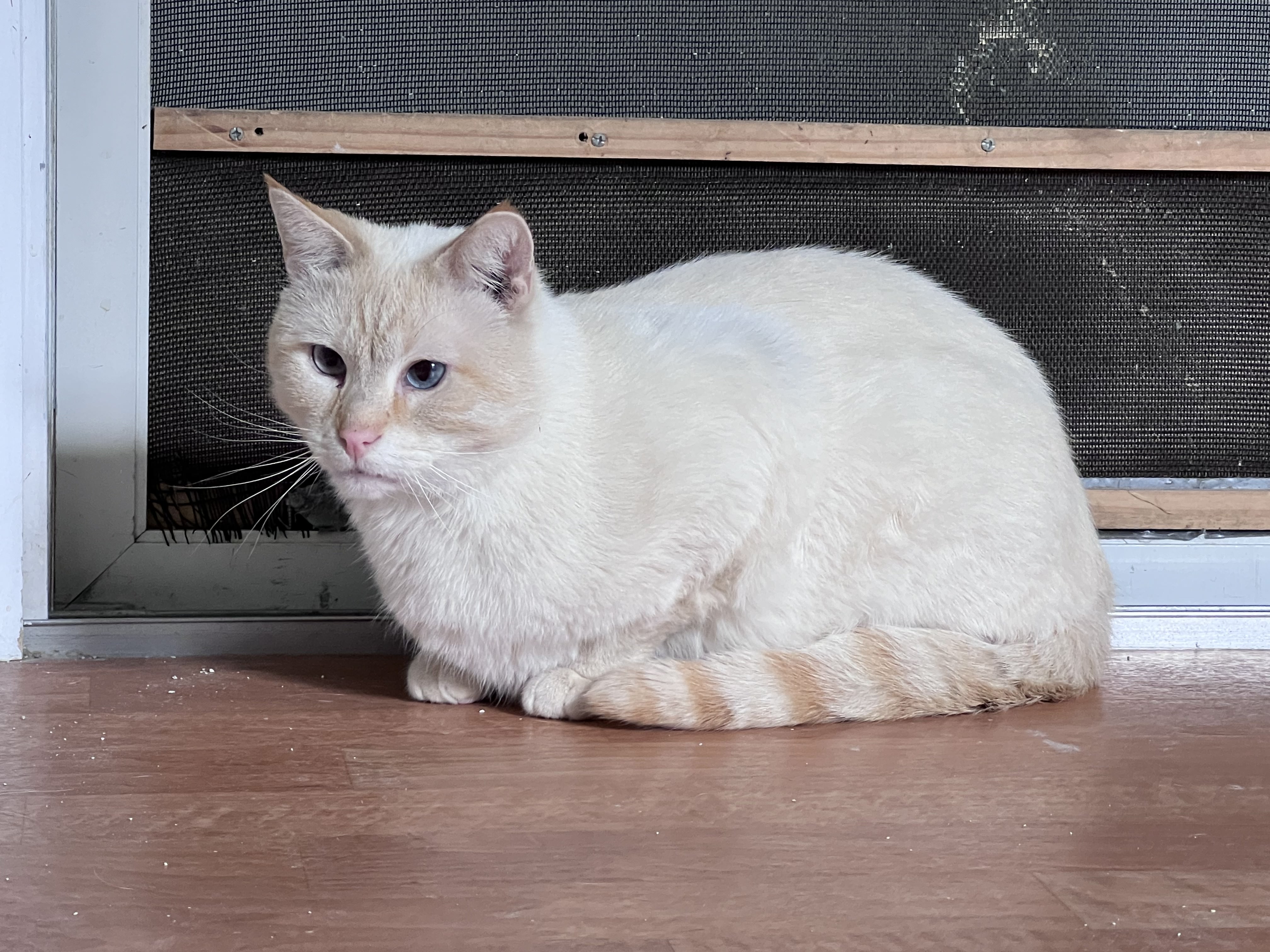 Nittany & TT aka Tiny Terror, Adoptable, Young Male Siamese & Domestic Short Hair.