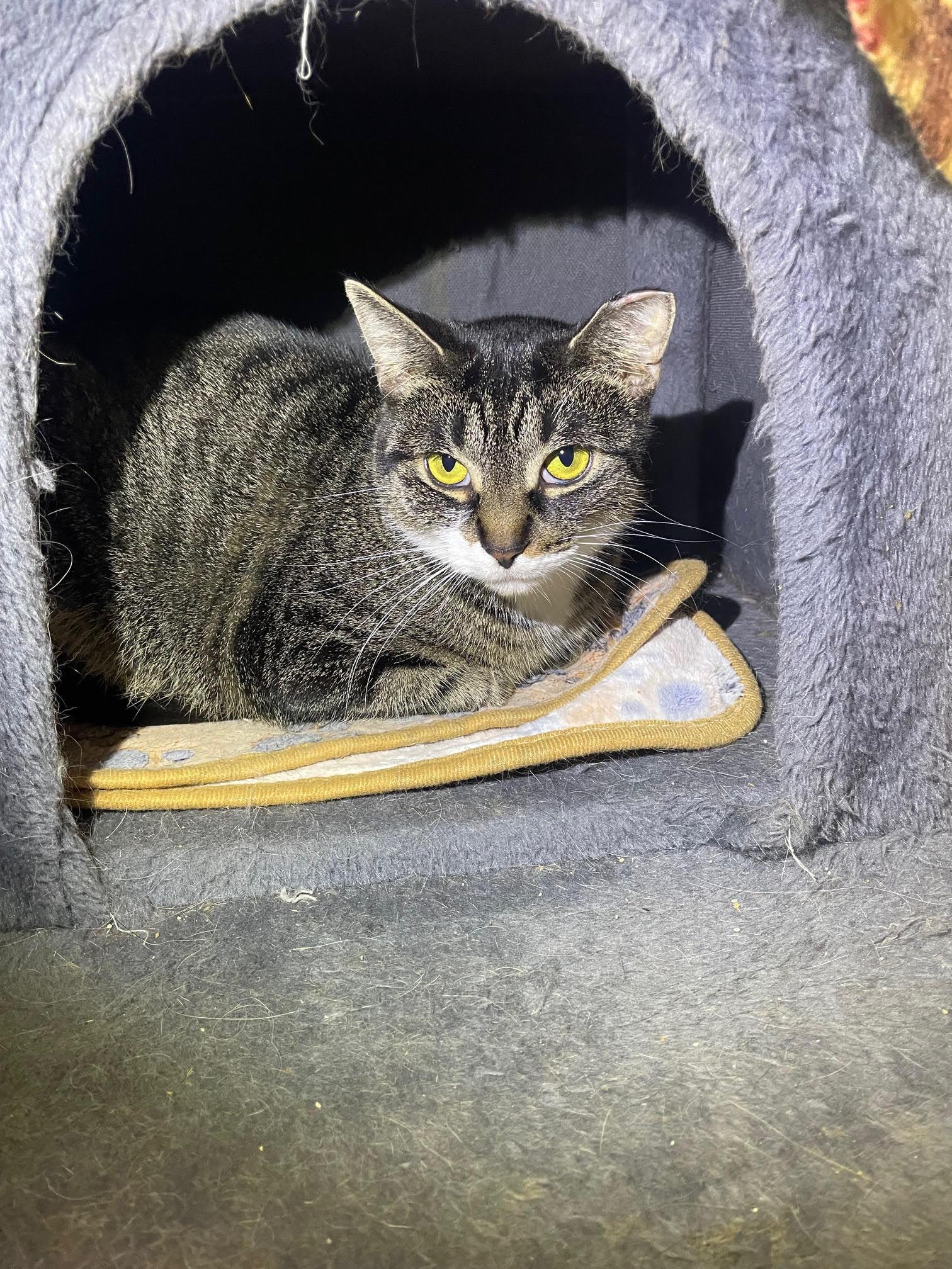 Enlarge Isabella, a Adopted mixed breed in Island Lake, IL image 1/2