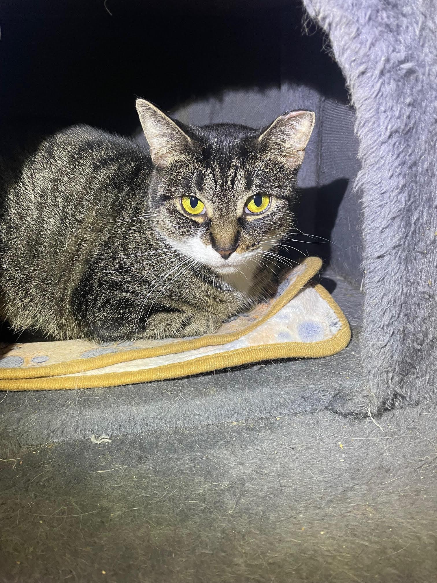 Enlarge Isabella, a Adopted mixed breed in Island Lake, IL image 2/2