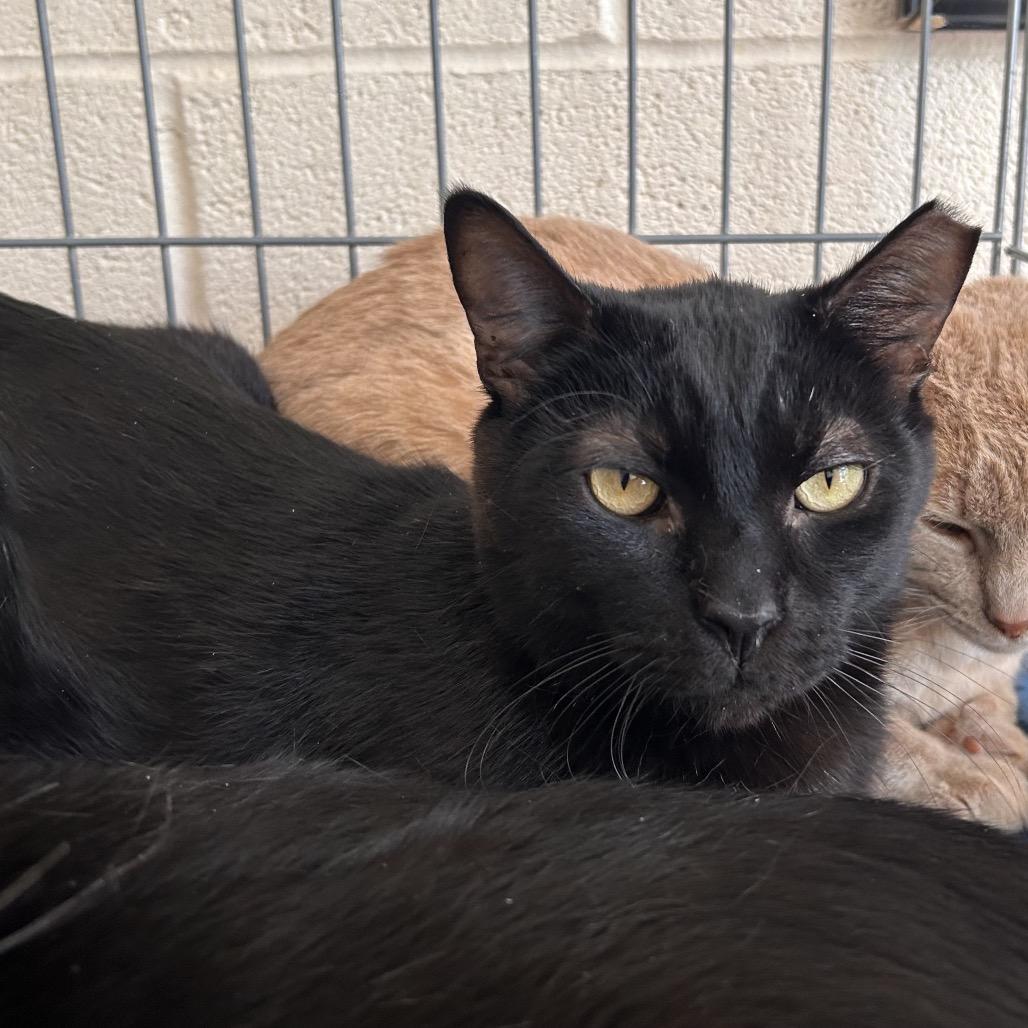 Heckle, Adoptable, Adult Male Domestic Short Hair.
