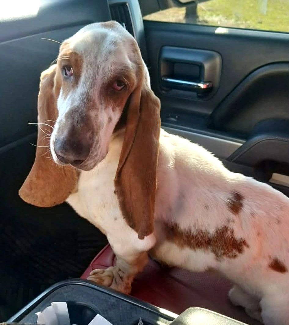ROYCE - ADOPTION PENDING!, Adoptable, Young Male Basset Hound.