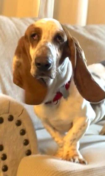 Enlarge ROYCE - ADOPTION PENDING!, a Adoptable Basset Hound in Mays Landing, NJ image 2/2