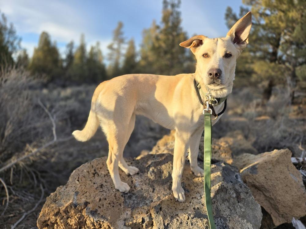 Enlarge Elsie, a Adoptable mixed breed in Bend, OR image 1/3