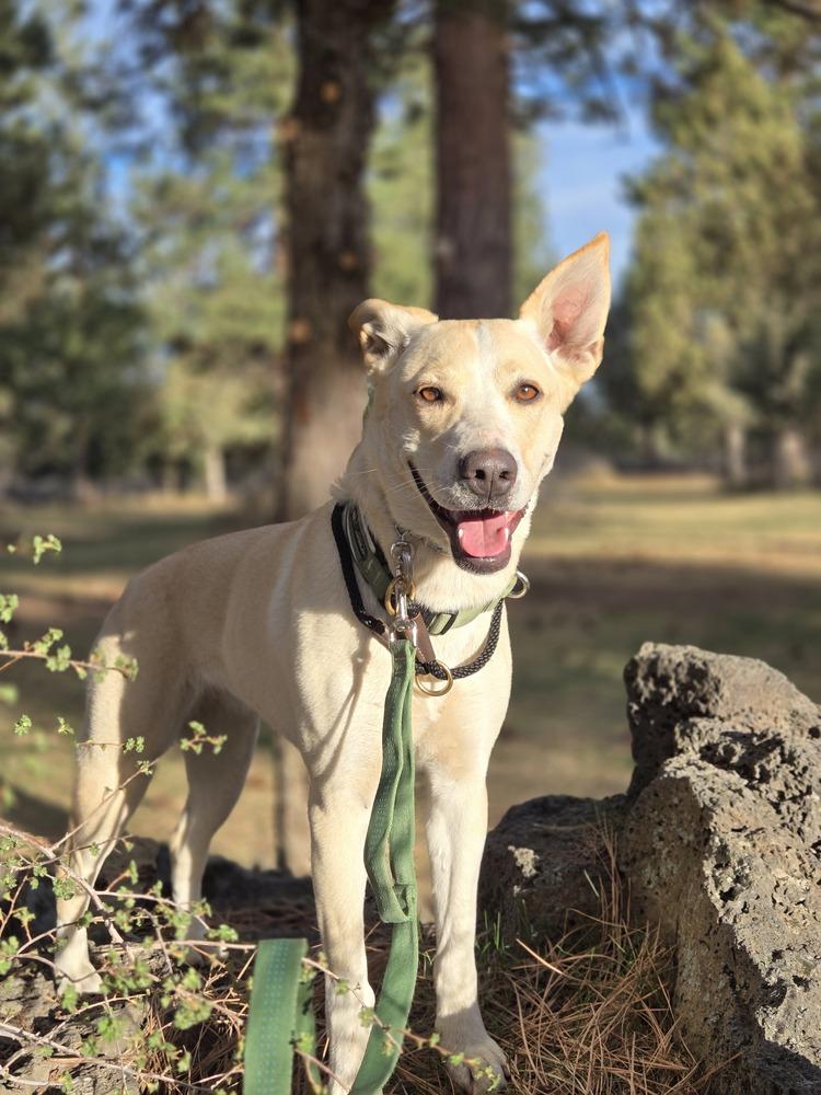 Enlarge Elsie, a Adoptable mixed breed in Bend, OR image 2/3