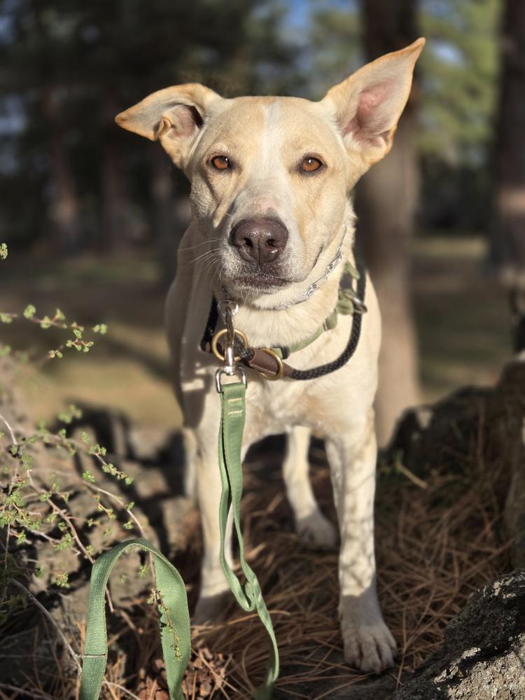Enlarge Elsie, a Adoptable mixed breed in Bend, OR image 3/3
