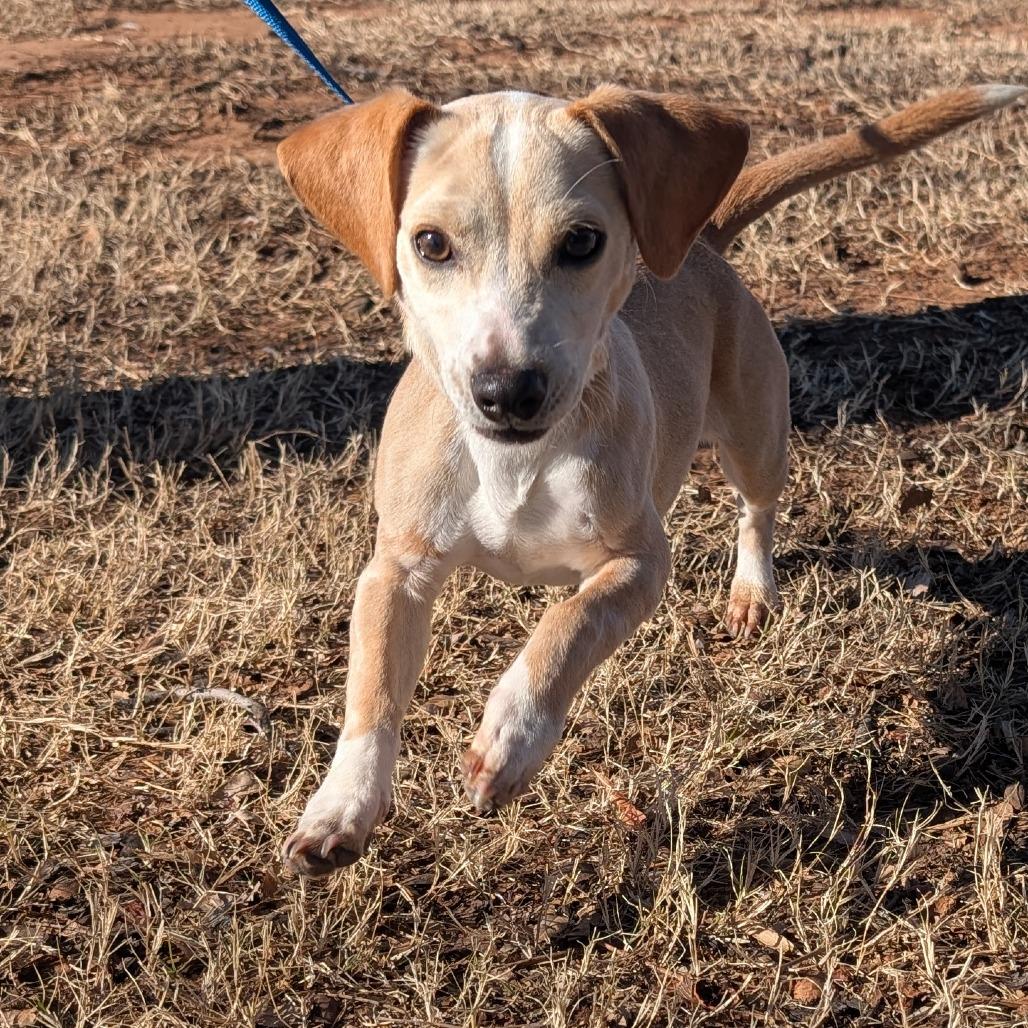 Shiloh C-34342, Adoptable, Puppy Male Dachshund & Mixed Breed.