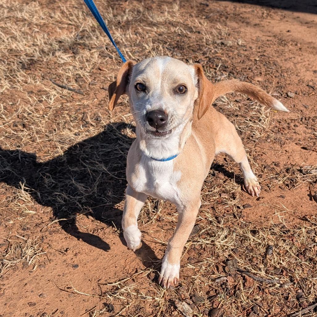 Enlarge Shiloh C-34342, a Adoptable mixed breed in Oklahoma City, OK image 2/3